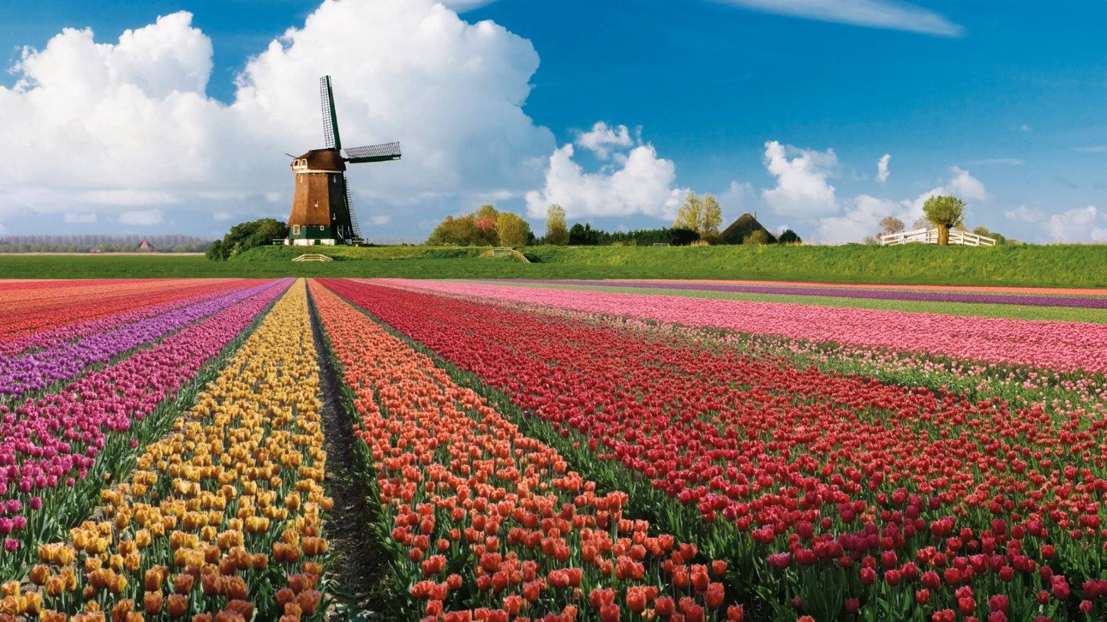 Tulpenblüte in Holland