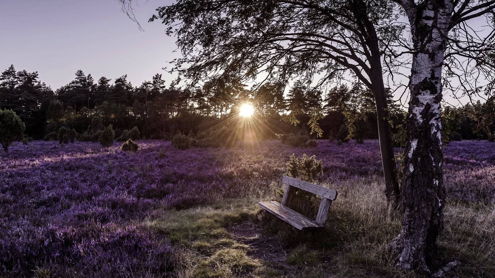 Lüneburger Heide